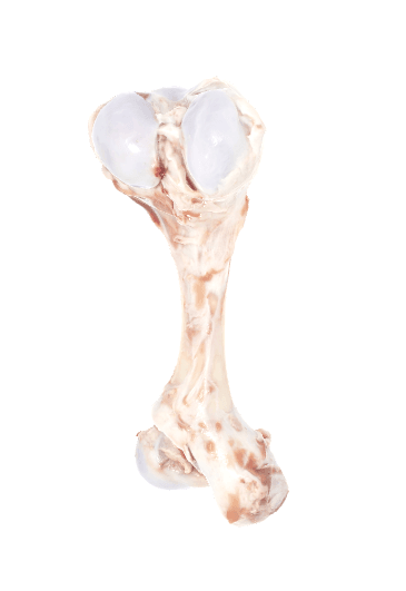 marrow bone